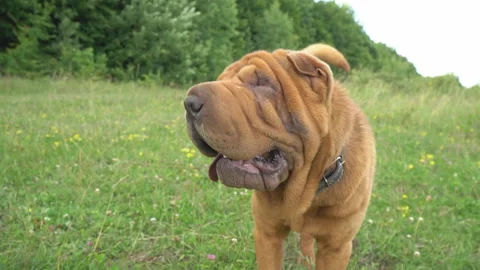 The breed of shar pei Stock Footage 91784246
