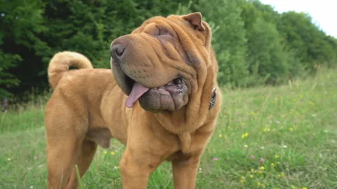 The breed of shar pei Stock Footage 92323375