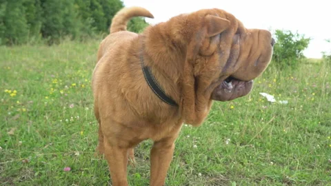 The breed of shar pei Stock-Footage 93085125