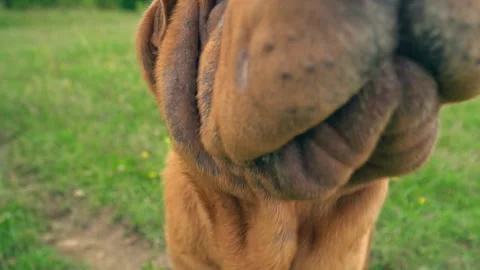The breed of shar pei Stock Footage 93250880
