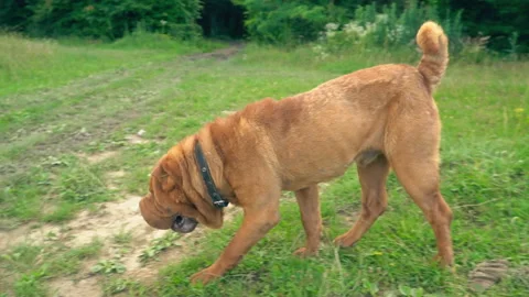 The breed of shar pei Stock Footage 93416337