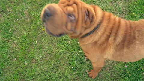 The breed of shar pei Stock Footage 94427569