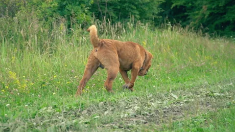 The breed of shar pei Stock Footage 94545518