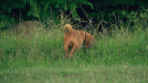 The breed of shar pei Stock Footage 94855767
