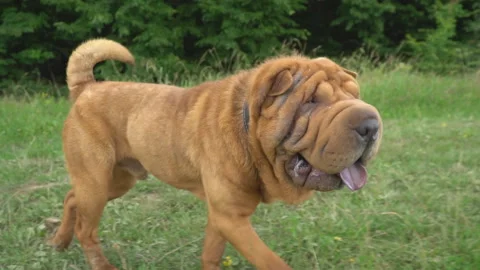 The breed of shar pei Stock Footage 94928341