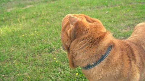 The breed of shar pei Stock Footage 95090353