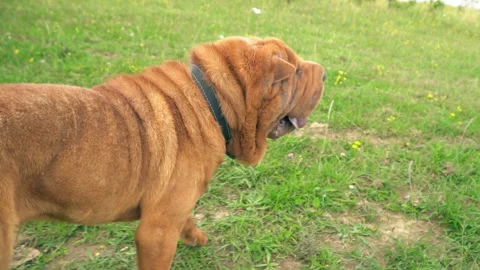 The breed of shar pei Stock Footage 95220898