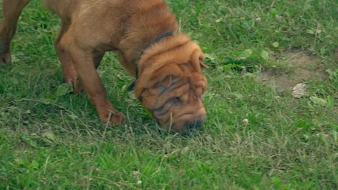 The breed of shar pei Stock Footage 96729924