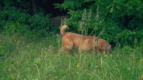 The breed of shar pei Stock Footage 97849314