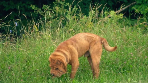 The breed of shar pei Stock Footage 97914879