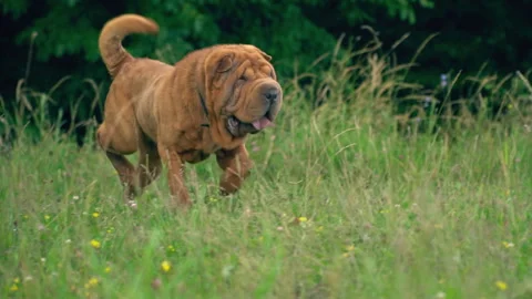 The breed of shar pei Stock Footage 98532244