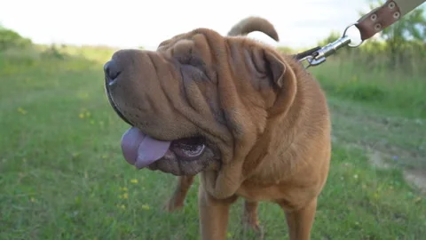 The breed of shar pei Video stock 98920336