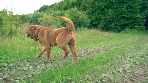 The breed of shar pei Stock Footage 99060087