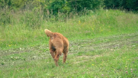 The breed of shar pei Stock Footage 99194019