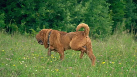 The breed of shar pei Stock Footage 100075831