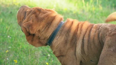 The breed of shar pei Stock Footage 101018916