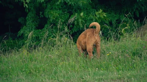 The breed of shar pei Stock Footage 101019176