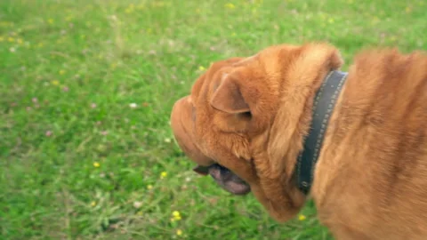 The breed of shar pei Stock-Footage 101822794