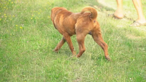 The breed of shar pei Stock Footage 102491946
