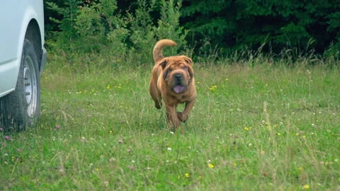 The breed of shar pei Stock Footage 102894734