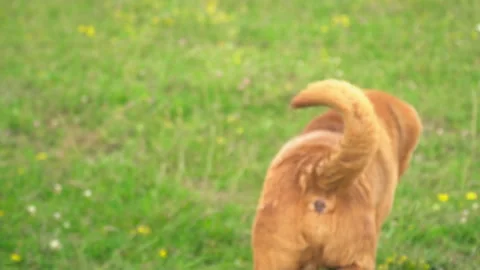 The breed of shar pei Stock Footage 103138622