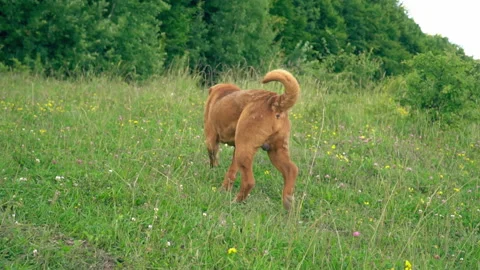 The breed of shar pei Stock Footage 103204455