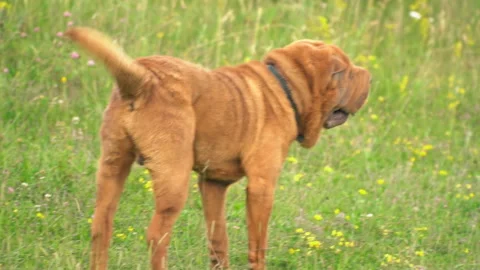 The breed of shar pei Stock Footage 103205575