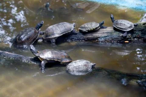 Breed of Tortoise Stock Photos