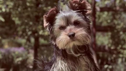 Breed Yorkshire Terrier. Video stock 196945828