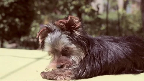 Breed Yorkshire Terrier. Video stock 196945871