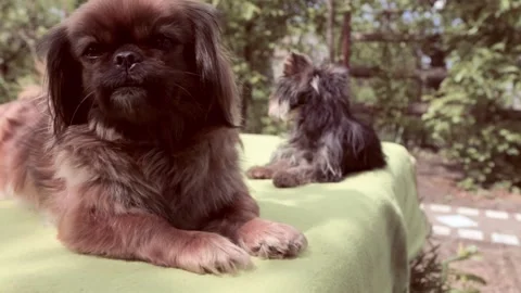 Breed Yorkshire Terrier. Video stock 196945872