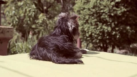 Breed Yorkshire Terrier. Video stock 196945881