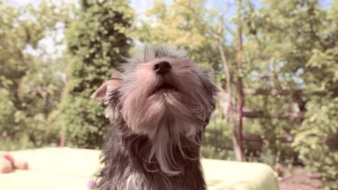 Breed Yorkshire Terrier. Video stock 196945906
