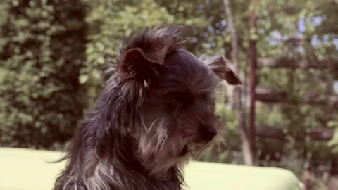 Breed Yorkshire Terrier. Video stock 196945908