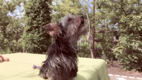 Breed Yorkshire Terrier. Video stock 196945920