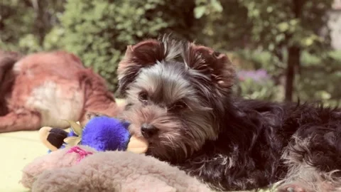 Breed Yorkshire Terrier. Video stock 196945921