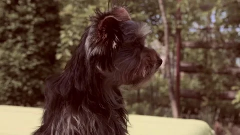 Breed Yorkshire Terrier. Video stock 196945926