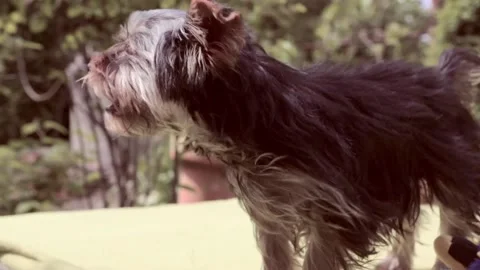 Breed Yorkshire Terrier. Video stock 196945934