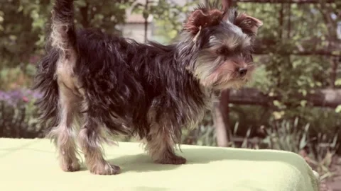Breed Yorkshire Terrier. Video stock 196945940