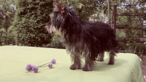 Breed Yorkshire Terrier. Video stock 196945949