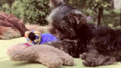 Breed Yorkshire Terrier. Video stock 196945954