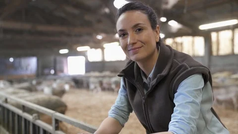 Breeder in barn looking at sheep herd Video stock 88981129