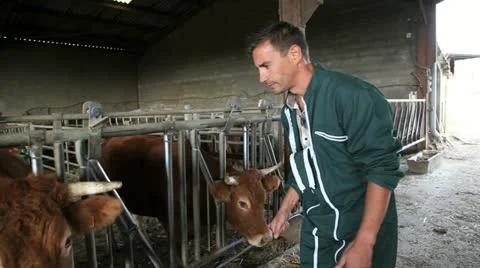 Breeder in farm checking on cows Stock Footage 14833893