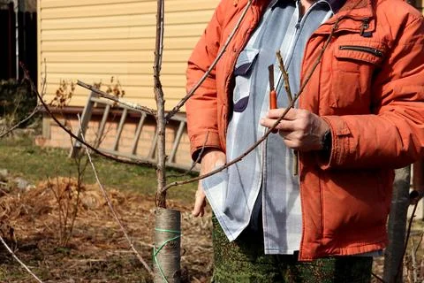 A breeder observes a grafted cutting on a cherry tree in a garden 스톡 사진