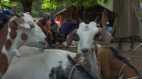 Breeders of goats in senegal Stock Footage 52557230