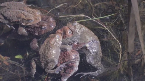 Breeding American Toads battle to mate in a pond in Spring, 1080p tripod 動画素材 98917983