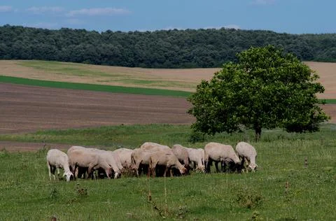 Breeding animals for wool. Stock Photos