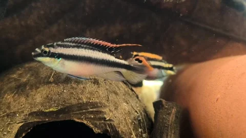 Breeding Apistogramma Dwarf Cichlids in Leaf Litter Aquarium Stock Footage 319817663