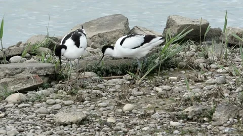 Breeding Avocets at their nest 스톡 동영상 65819484
