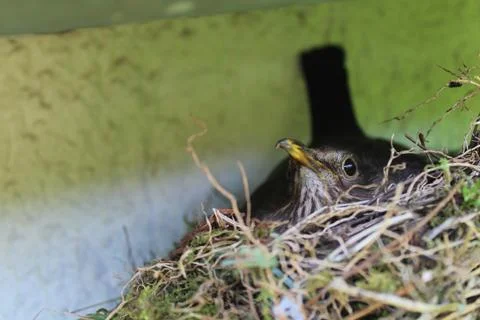 Breeding blackbird Foto stock